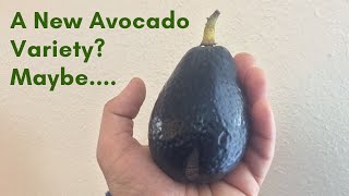 Taste Testing a Mystery Avocado Variety