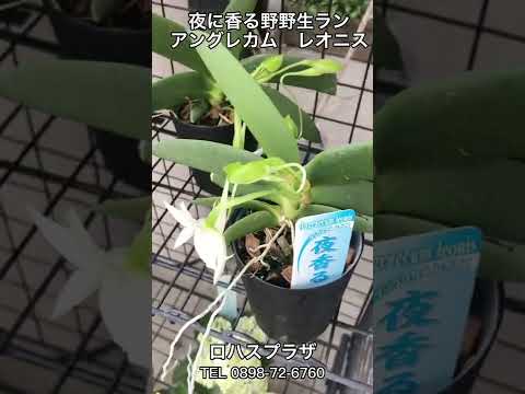 蜂蘭、オフリス蜂