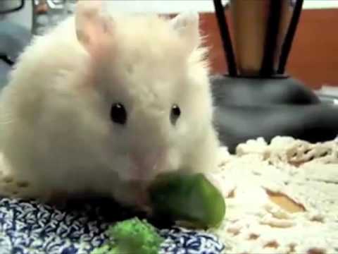 Nom Nom Nom Nom Nom Nom Nom - Parry Gripp 10 HOURS