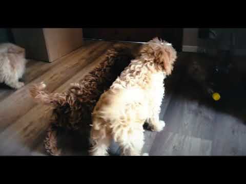 Maltipoo Welpe kaufen