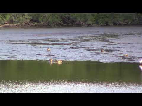 ARROYO NEGRO PAYSANDU RIO NEGRO URUGUAY