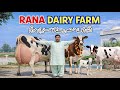 Rana Dairy Farm Biggest Cows In Punjab Top 10 Cows In Pakistan