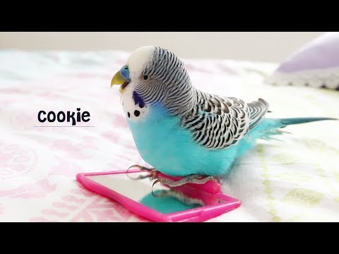 Budgie singing to Mirror | Budgie sounds