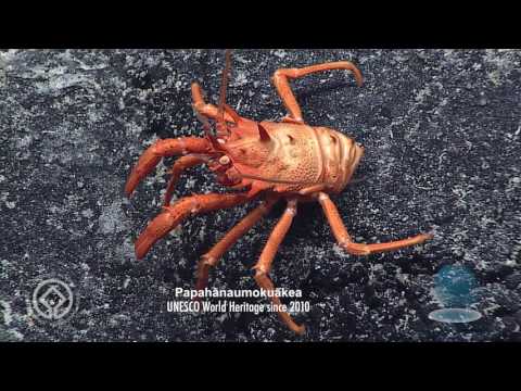 Explore spectacular Papahānaumokuākea marine World...