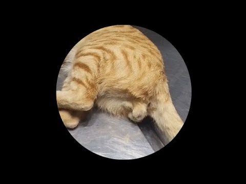 YouTube video about: How to neuter a cat at home with rubber band?