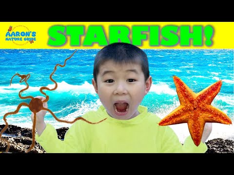 KIDS!🌟🐠SECRETS of STARFISH: 5 Fun Facts | I Found a BRITTLE STAR! | EDUCATIONAL KIDS NATURE SHOW🌿