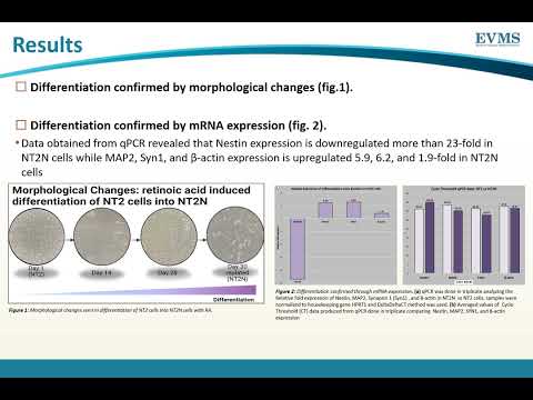 Thumbnail image of video presentation for Confirming Neuronal Differentiation of Human Embryonic Carcinoma Stem Cells