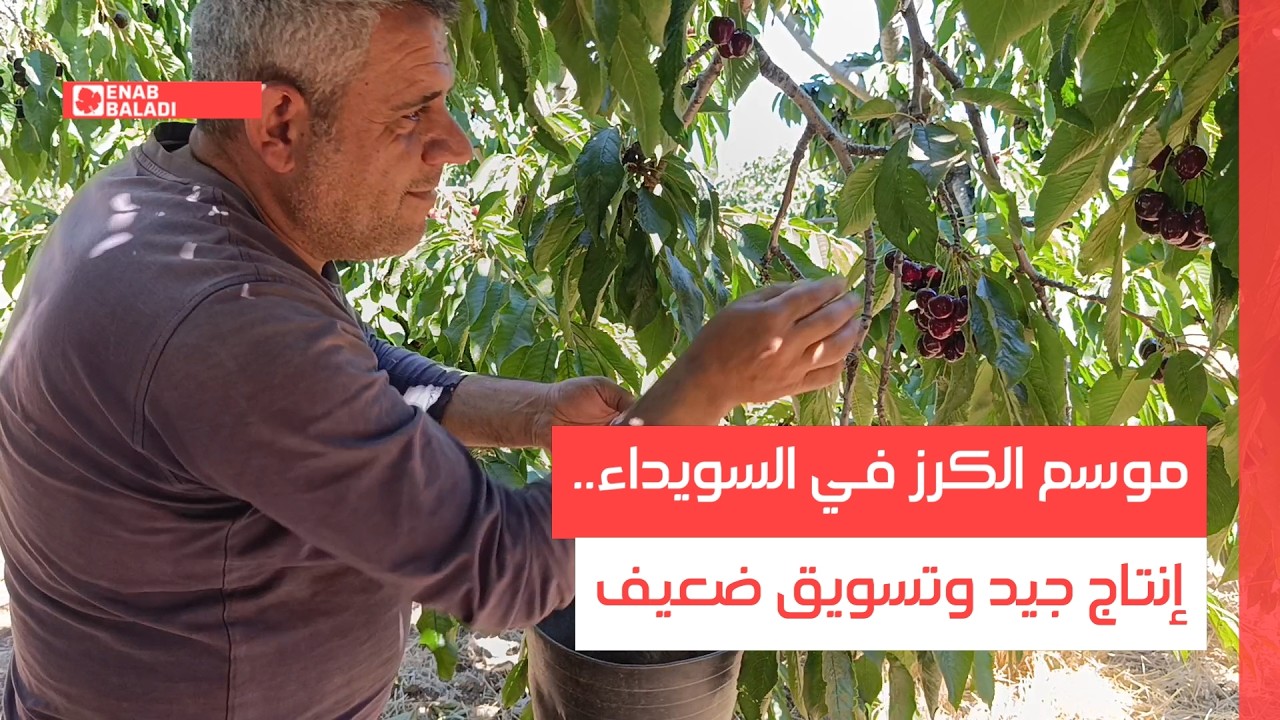 موسم الكرز في السويداء.. إنتاج جيد وتسويق ضعيف