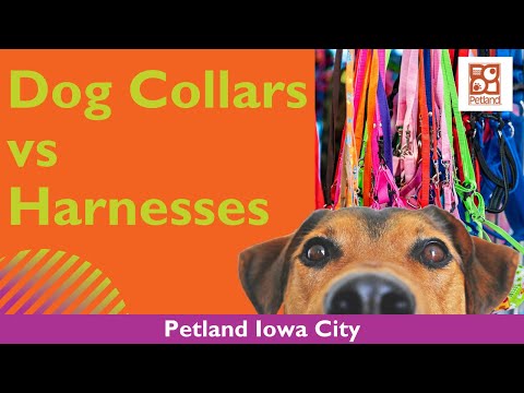 Let’s Talk Dog Collars & Harnesses