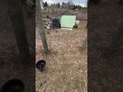 Michael Scott’s Carpet Surprise Kombucha @TheOffice  Duck Poop