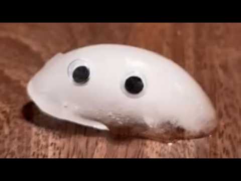 Empathy for the Inanimate