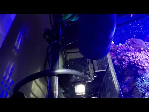 Coralife Biocube 32 Review, Tips and Upgrades