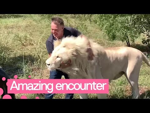 Tourists Have Close Encounter With Pride Of Rare White Lions