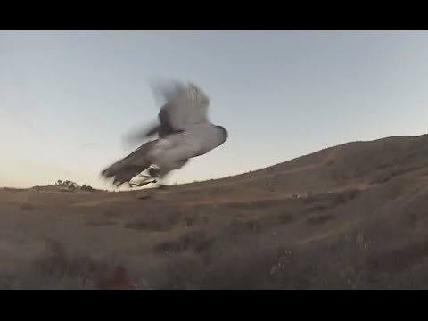 Mango Misses Rabbit Slow Motion - 11/19/2014 (European Goshawk Footage)