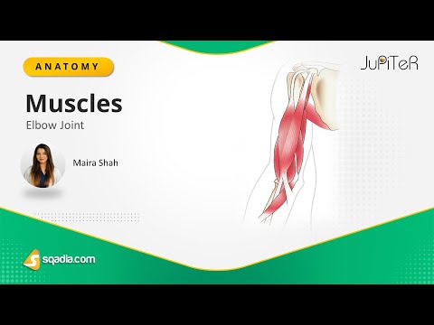 Elbow Joint | Muscles | Bone, Ligaments and Muscles Anatomy Made Easy for Medical Students