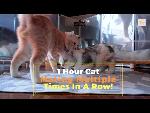 1 Hour Cat Mating Multiple Times In A Row! | Sushi & Princess | ASMR Cat Kitten