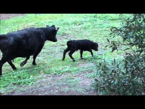 Calf, only a few hours old meets electric fence