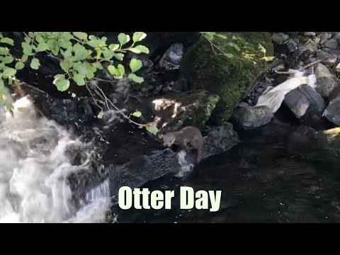 Help Save This Otter - Refuse Planning Application NP5/62/63G