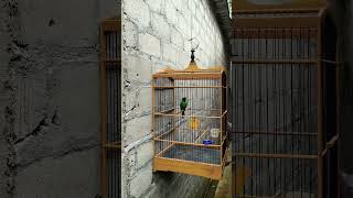 Download lagu green cucak 200 then and now #kicaumania #birds #cucakijo mp3 Download lagu green cucak 200 then and now #kicaumania #birds #cucakijo mp3