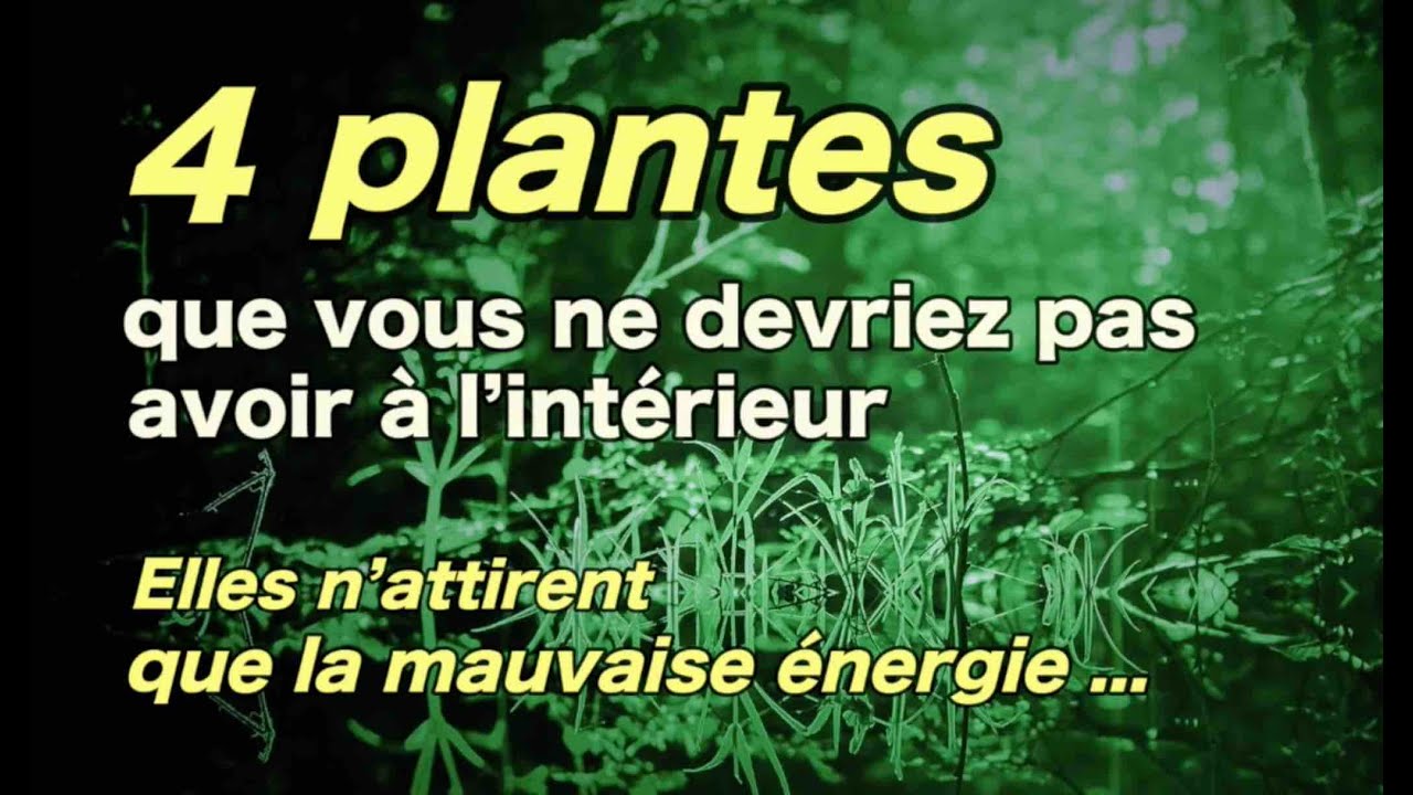 4 plantes que vous ne devriez pas avoir à l’intérieur. Elles n’attirent que la mauvaise énergie !