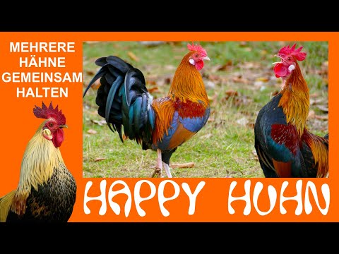 E158 Mehrere Hähne gemeinsam halten - HAPPY HUHN - Tipps für das Zusammenleben in Jungesellengruppen