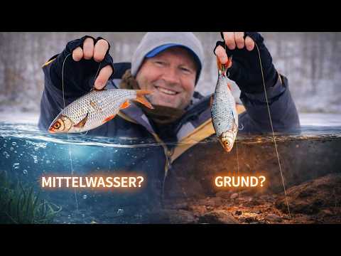 Köderfisch am Grund oder im Mittelwasser | So entscheidest du richtig + geheime Montage Hacks