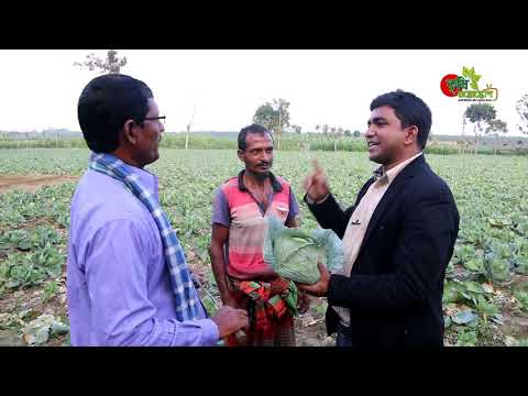 রেটুন ক্রপঃ এক বাধাকপির গাছে তিনটা কপি, আব্দুল মান্নান এর সফল কৃষক হওয়ার গল্প