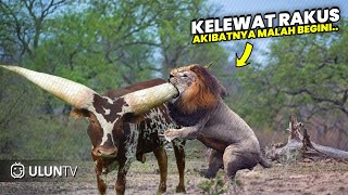 Download lagu Akibat salah Pilih Mangsa! Singa ini Harus alami nasib sial. mp3
