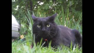 The Sean Dead - Speak For Me (Cat Power Cover)