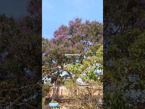 TODA FLORIDA A NOSSA SUCUPIRA ROXA, EM PLENA SECA! #plantas #vidanaroça #saboresdaroca #sitio #viral