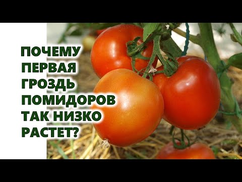 , title : 'Почему на Ваших помидорах так низко находится первая кисть с томатами?'