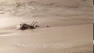 Time lapse Extreme Tides At Bristol Channel