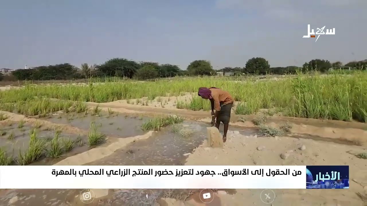 من الحقول إلى الأسواق جهود لتعزيز حضور المنتج الزراعي المحلي بالمهرة