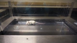 Brain Parasite Makes Mice Fearless - by Scientific American