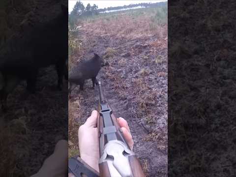 🐗 #hunting #chasse #охота #wildboar #caccia #hog
