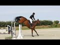 Superbe jument de sport 7 ans CSO prête à performer
