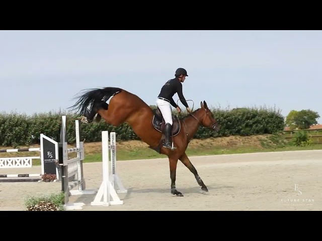 Superbe jument de sport 7 ans CSO prête à performer