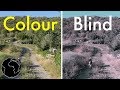 How Color Blindness Works