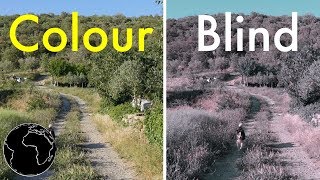 How Color Blindness Works