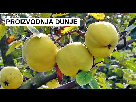 Zasad  dunje - Dunja za rakiju