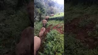 preview picture of video 'Manjolai estate elephant crossing'