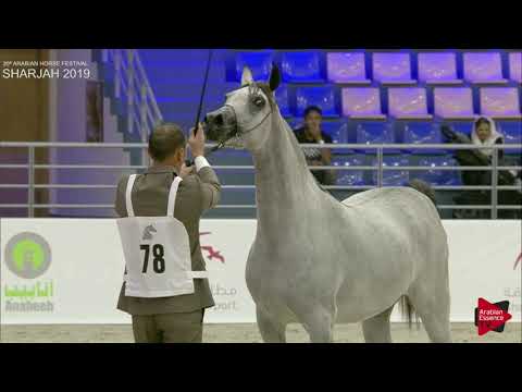 N 78 D NAQA’A   Sharjah International 2019