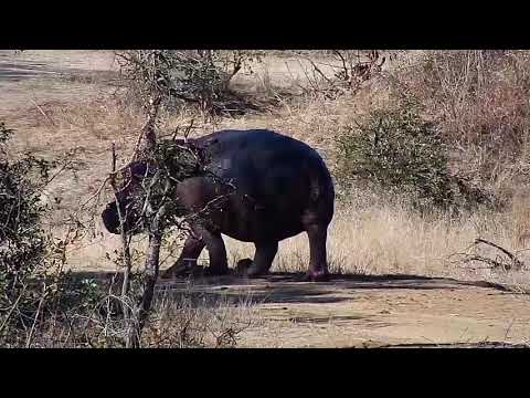 Djuma: Two different Hippos around dam area   - 14:12 - 07/21/20