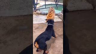 Download lagu Tiger v/s Doberman fight 😨☠️ #viral #fight #tiger #doberman #feedshorts #ytshorts #explore #comment mp3