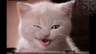 Bobby Darin - Baby Face - HD