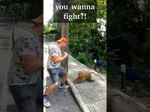 Man vs. Monkey #fight #funny #wildlife #monkey #travel #comedy #thailand #phuket #crazy #monkeys