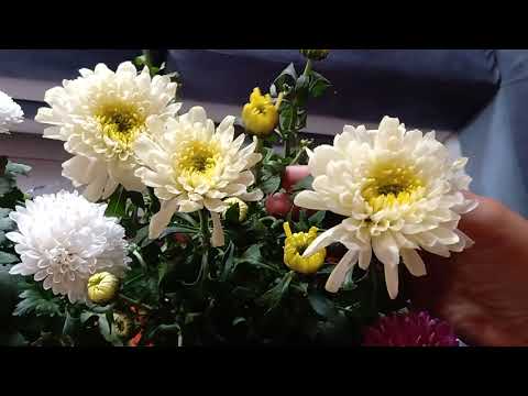 KRISAN VS ASTER || ciri dan harga