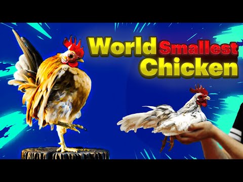 , title : 'Serama Chicken|Ayam Serama| world smallest bantam chicken breed from Malaysia'