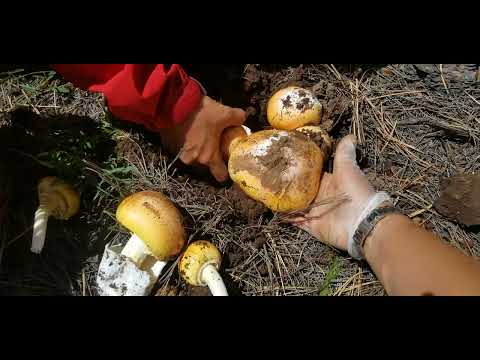 Caesar mushrooms or Amanita caesarea