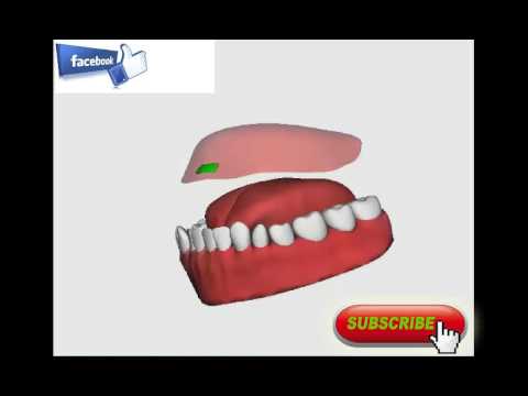 Online sufara - Izgovor harfa DAL "Motivacijom ka Džennetu"